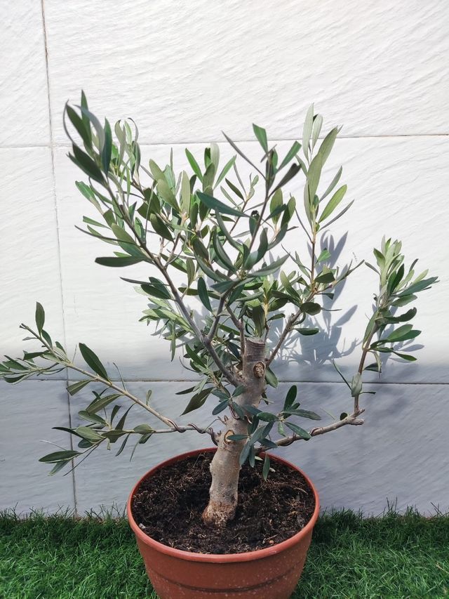Pre Bonsai olivo
