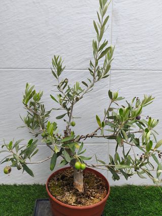 Pre Bonsai olivo