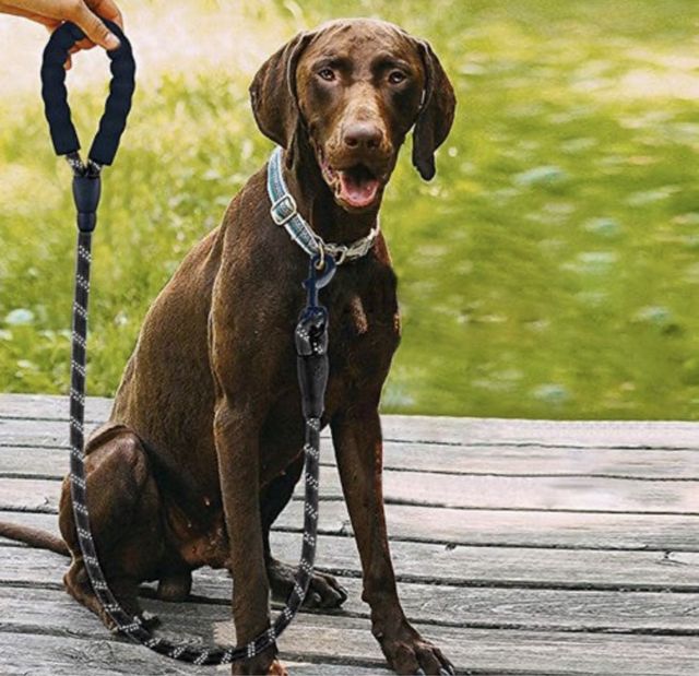 Correa reflectante de 5 metros para perros, regalo