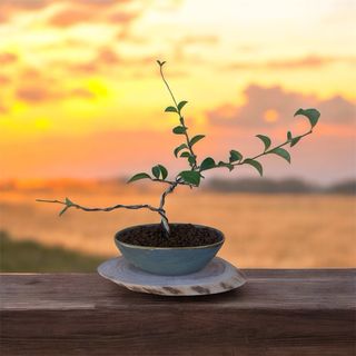 Prebonsai Ligustrum Japonicum