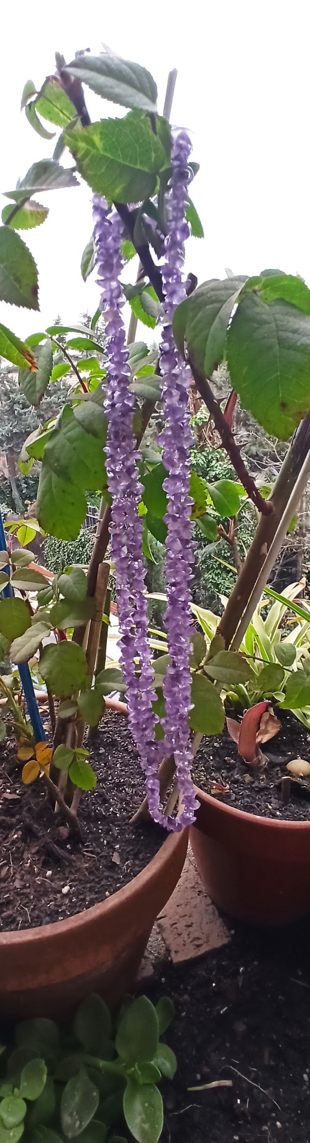 Colgante, collar, amatistas