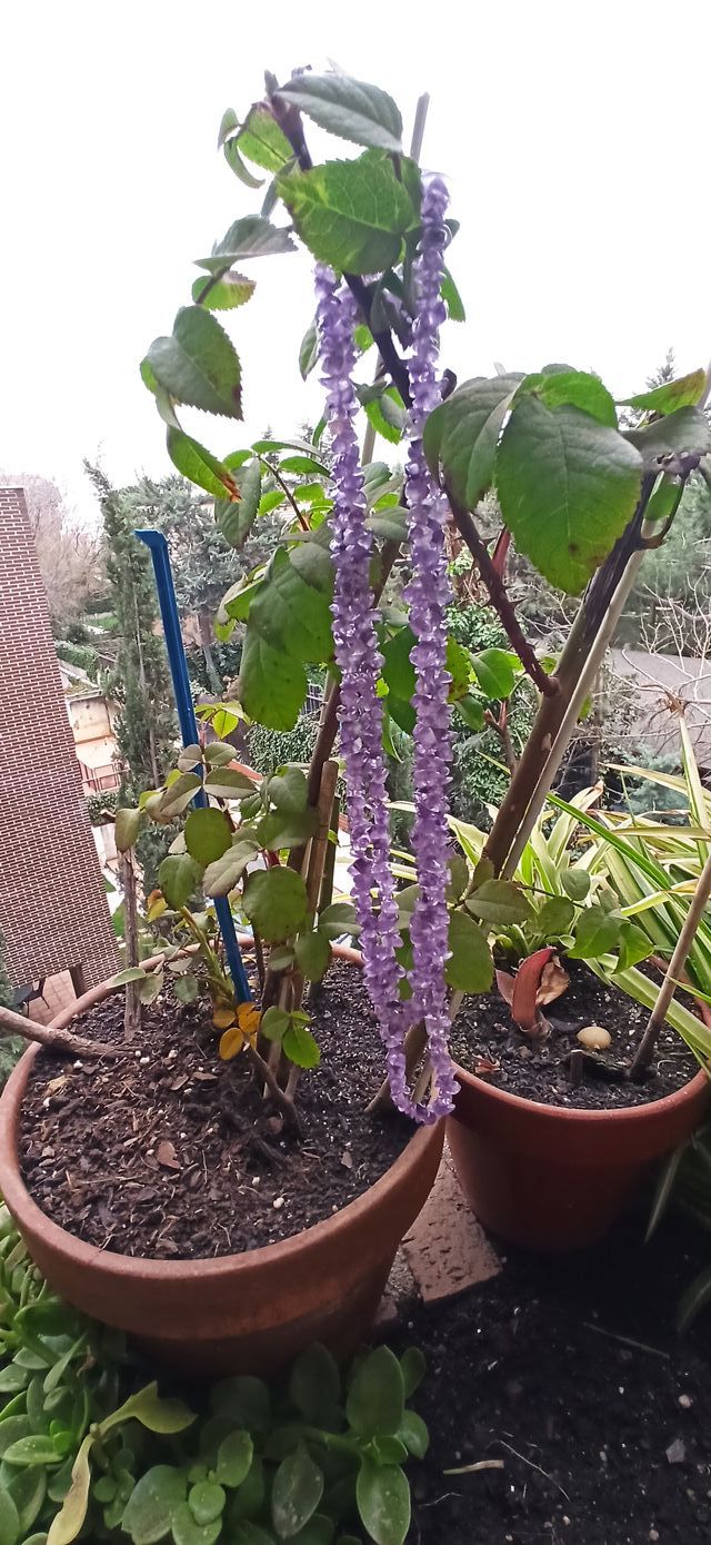 Colgante, collar, amatistas