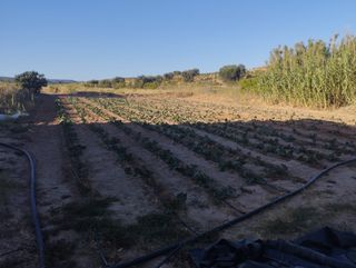 Terreno con invernaderos pozo, luz y caseta