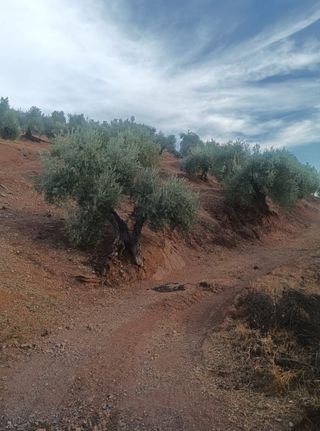 1100 Olivos ( escucho ofertas )
