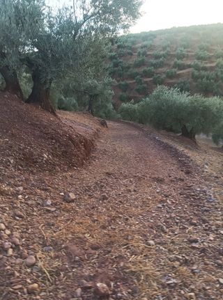 1100 Olivos ( escucho ofertas )