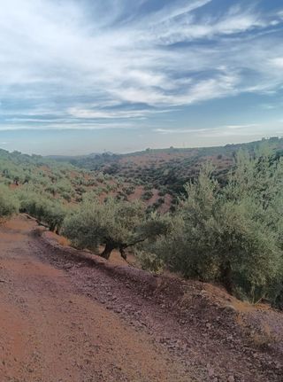 1100 Olivos ( escucho ofertas )