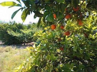 06390 Terreno rústico en venta en Alguazas.