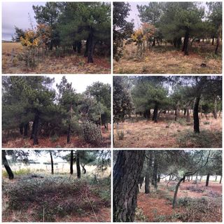 Desbroce de jardines, fincas y parcelas