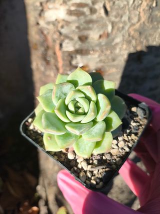 Echeveria Pink spot 