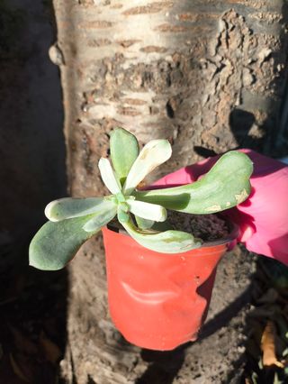 Echeveria berserk variegata