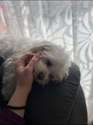 Paseador de perros