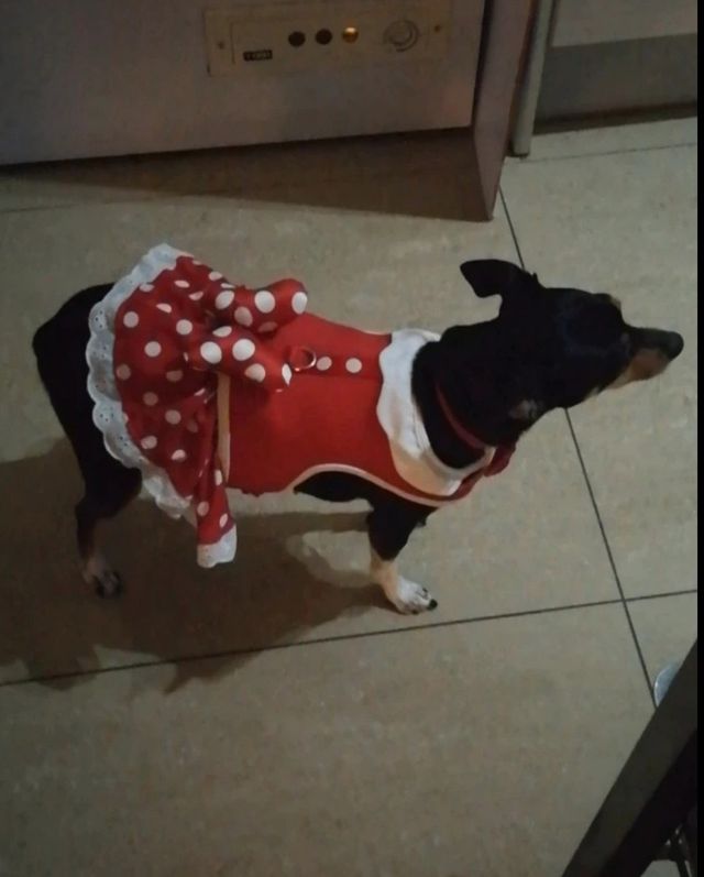 Arnés Vestido mascota Minnie