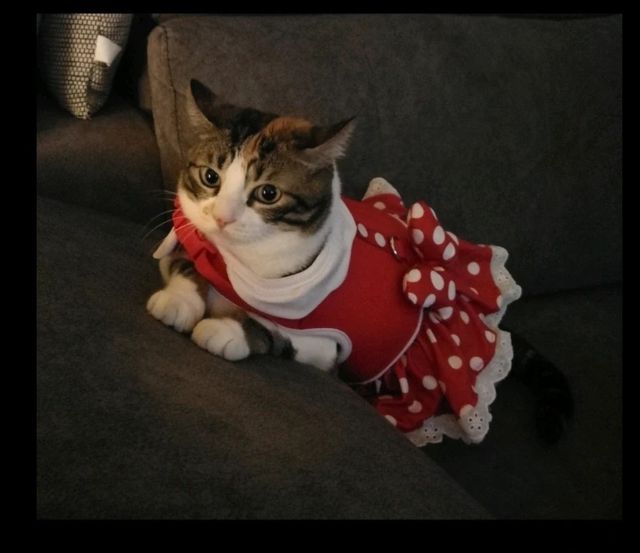 Arnés Vestido mascota Minnie