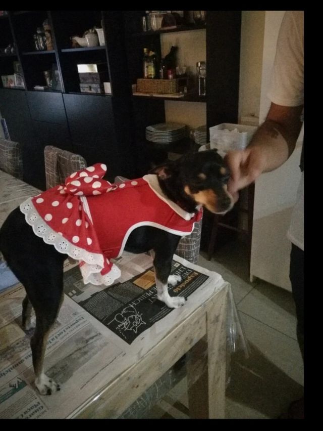 Arnés Vestido mascota Minnie