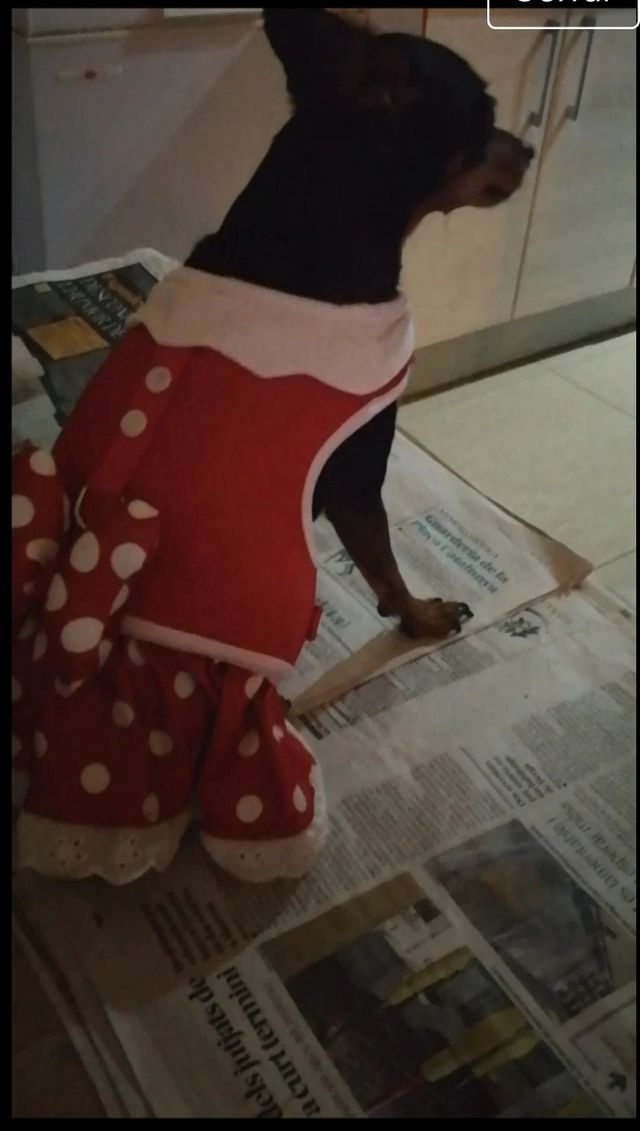Arnés Vestido mascota Minnie