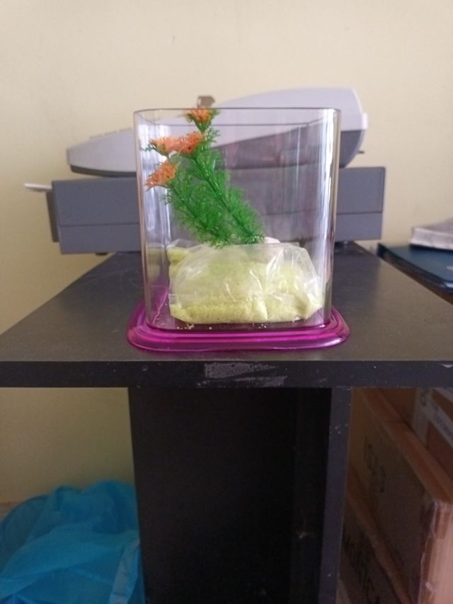 Pecera para peces betta