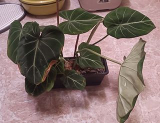 Philodendron Gloriosum