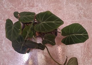 Philodendron Gloriosum