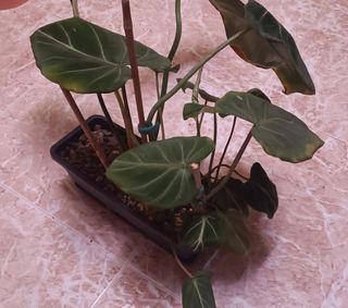 Philodendron Gloriosum