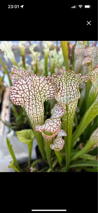 Evans x Umlauftiana #7.plantas carnivor