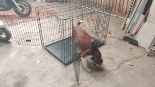 Jaula para perros