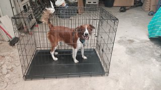 Jaula para perros