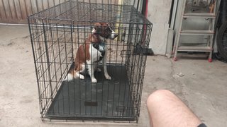 Jaula para perros