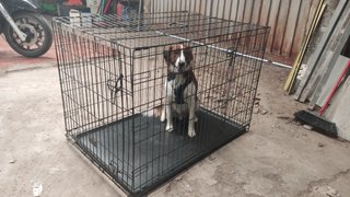 Jaula para perros