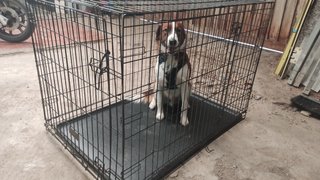 Jaula para perros