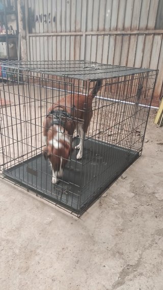Jaula para perros