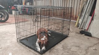 Jaula para perros