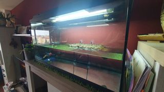 Pecera en perfectas condiciones
