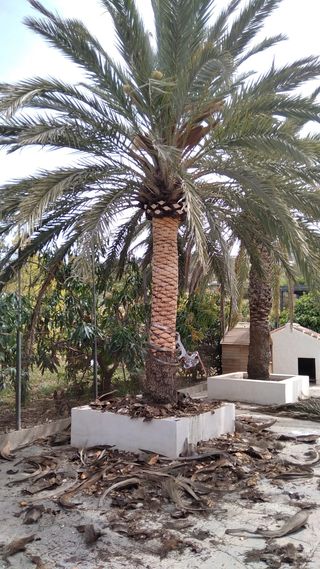 Poda en altura, poda árboles podas palmeras.