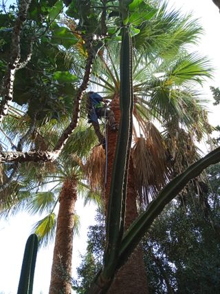 Poda en altura, poda árboles podas palmeras.