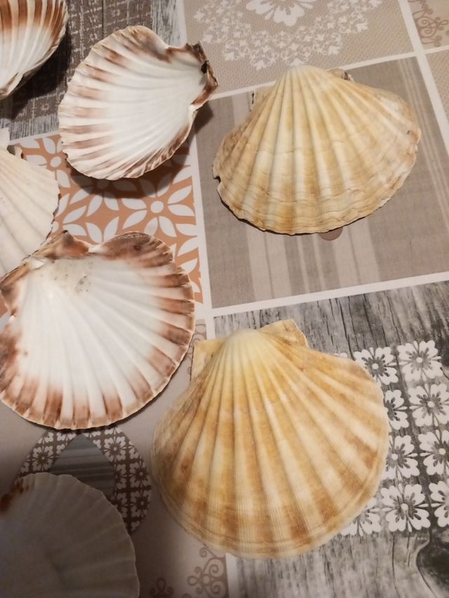 Conchiglie di capesante 