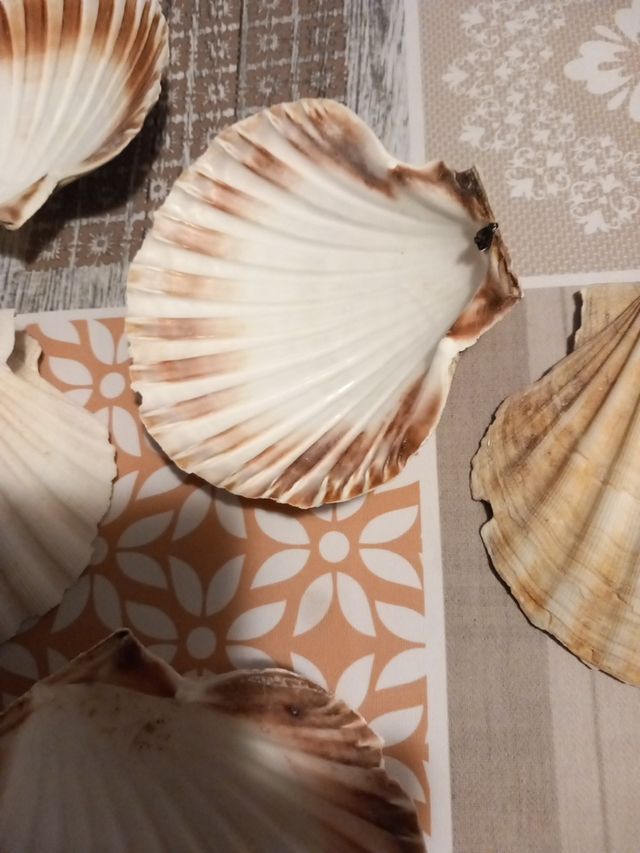 Conchiglie di capesante 