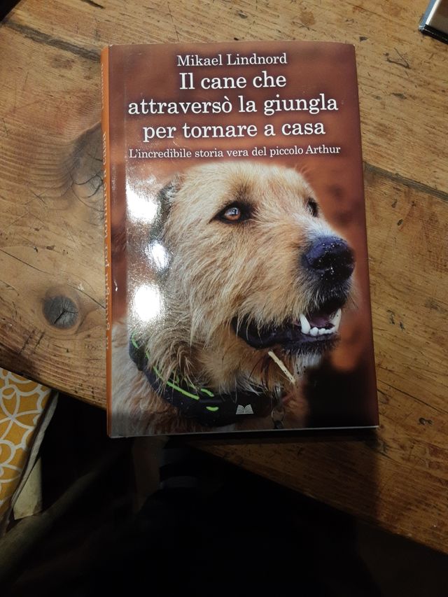 Il caneche attraversola giugla per tornare a cas