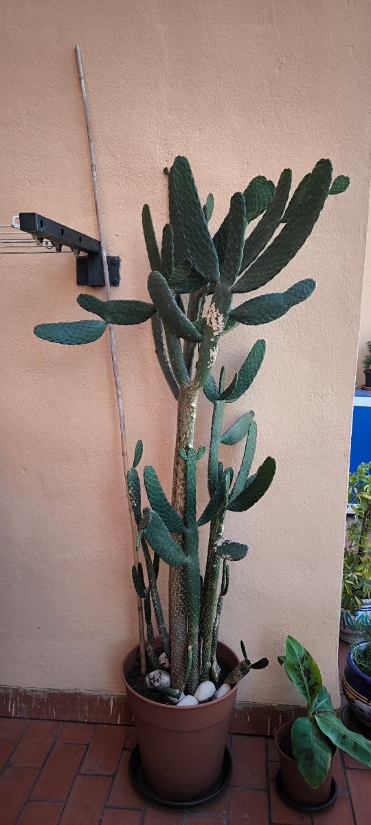 Cactus 2 metros