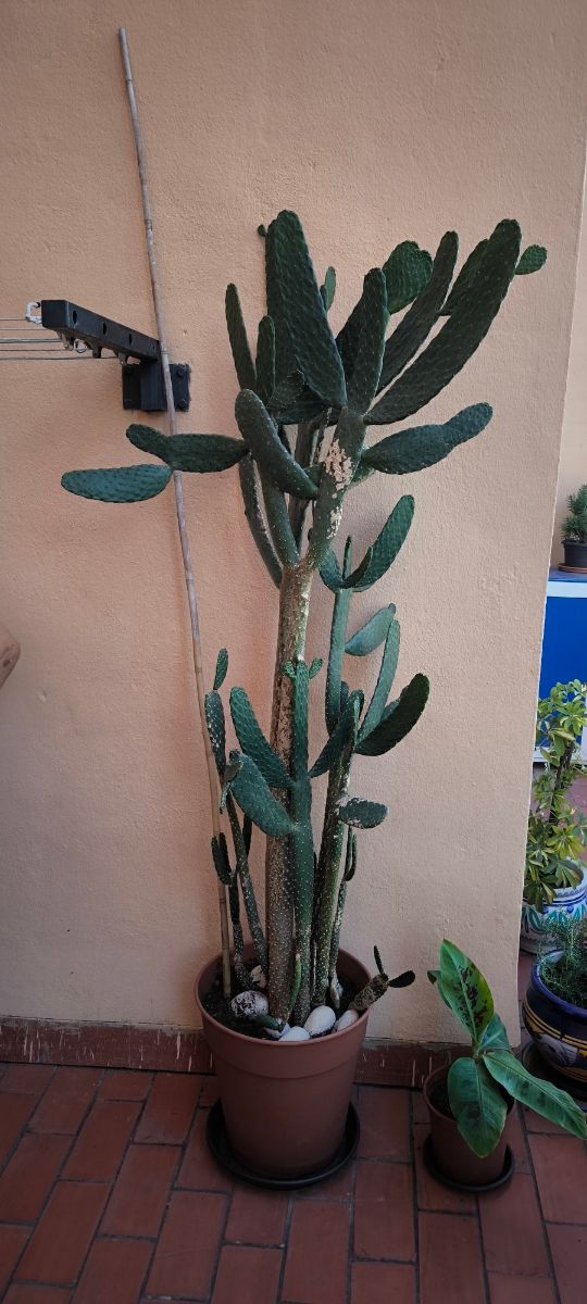 Cactus 2 metros