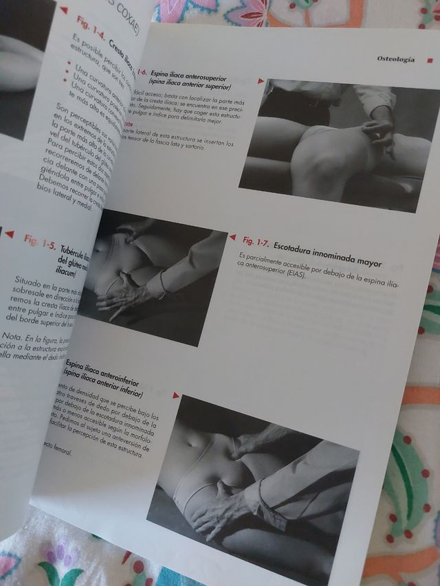 Anatomía palpatoria