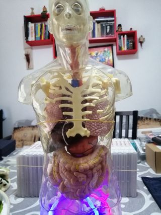 Esplorando il Corpo Umano completo