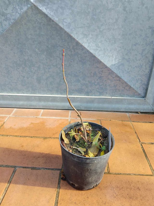 Pianta viburno opulus fiore palla di neve bianco