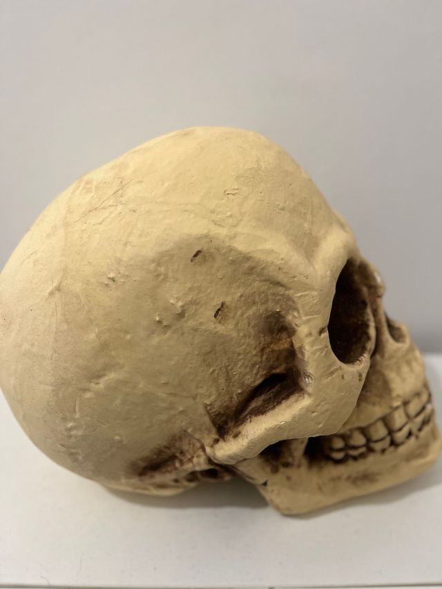 Calavera decorativa Hallowen