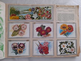 Vida y color album 1965