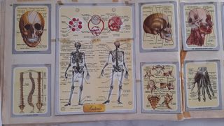 Vida y color album 1965