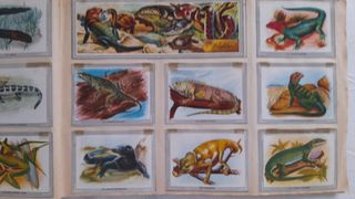 Vida y color album 1965