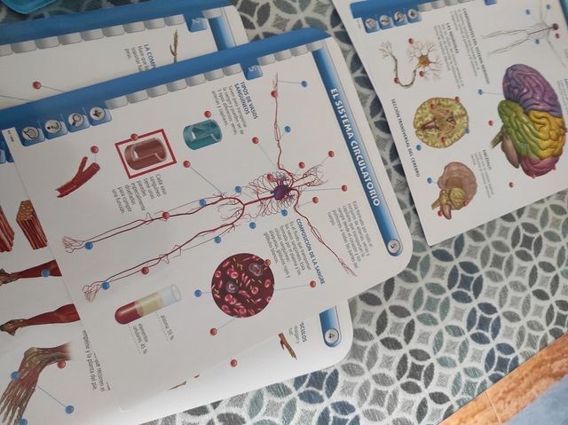 Corpo umano Educatouch