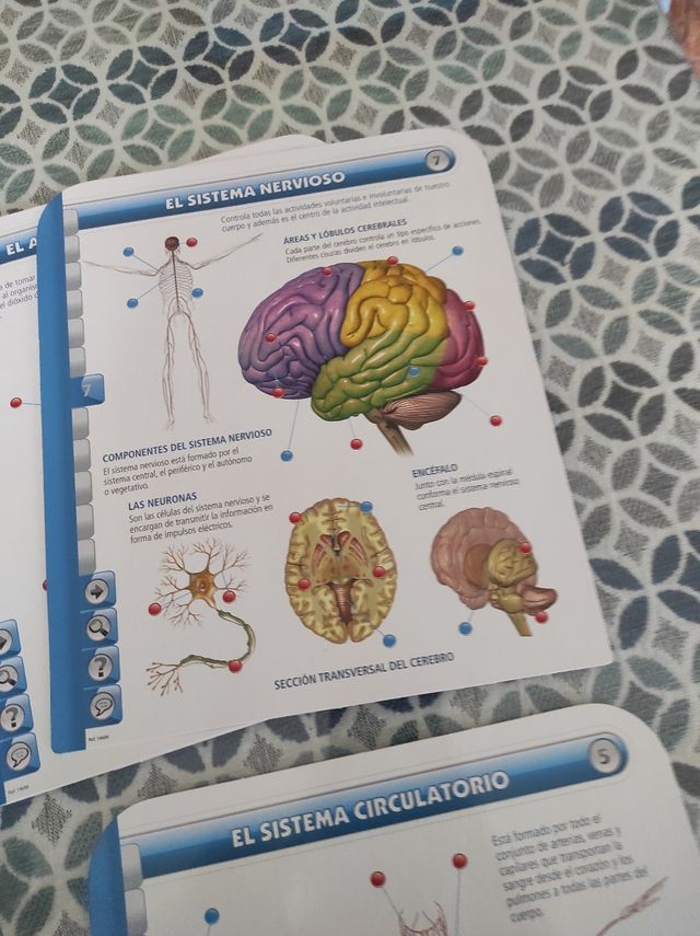 Corpo umano Educatouch