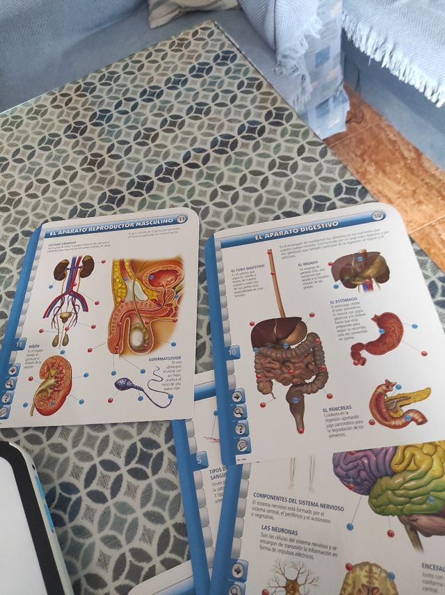 Corpo umano Educatouch