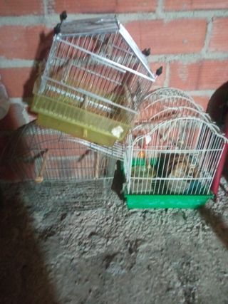 jaula para pajaros